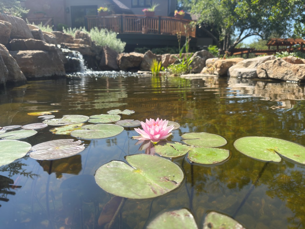 Backyard Koi Ponds - Pond Doctors & The Groundskeeper