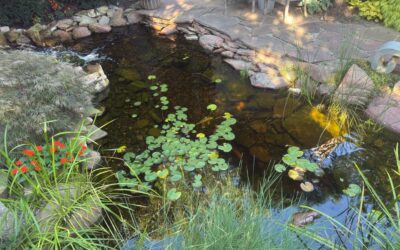 The Non-Negotiable Depth: Ensuring Koi Pond Health and Safe Overwintering in Freezing Climates