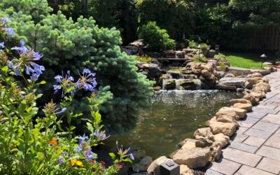 Dual Mastery: The Clear Distinction Between Pond Doctors and The Groundskeeper Divisions